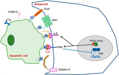 Role of transcription factors in apoptotic cells clearance